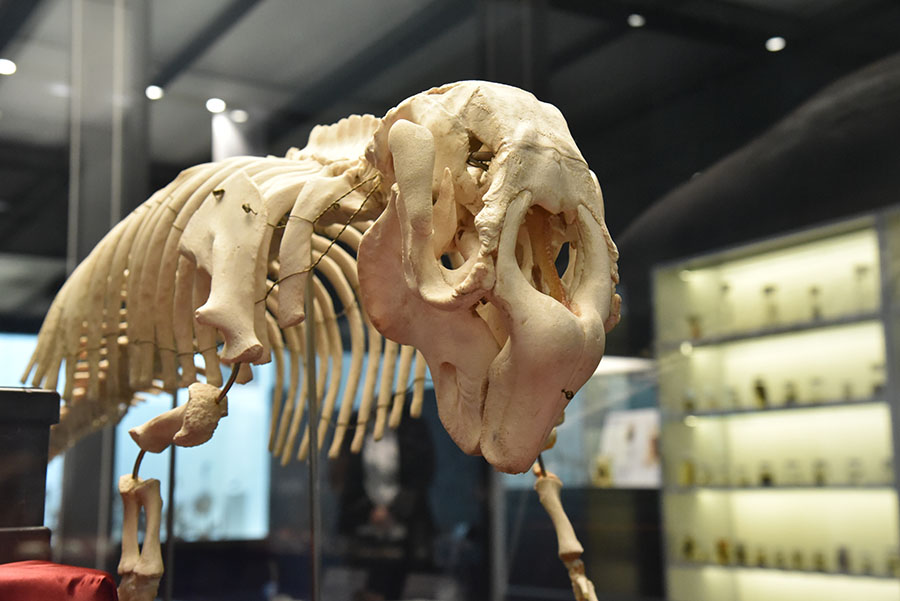 いのちのカタチ展―好奇心の標本箱― 沖縄県立博物館・美術館（おきみゅー）-12