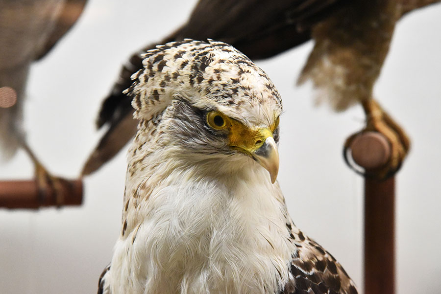 いのちのカタチ展―好奇心の標本箱― 沖縄県立博物館・美術館（おきみゅー）-1
