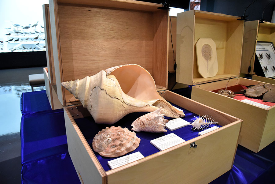 いのちのカタチ展―好奇心の標本箱― 沖縄県立博物館・美術館（おきみゅー）-2