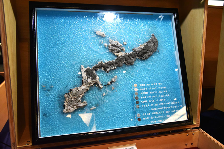 いのちのカタチ展―好奇心の標本箱― 沖縄県立博物館・美術館（おきみゅー）-4