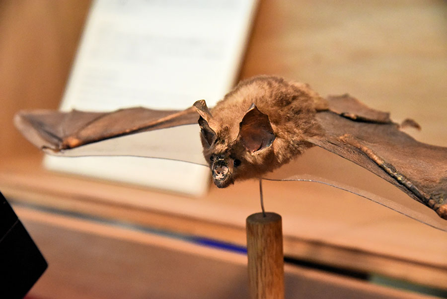 いのちのカタチ展―好奇心の標本箱― 沖縄県立博物館・美術館（おきみゅー）-5