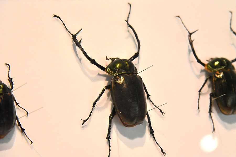 いのちのカタチ展―好奇心の標本箱― 沖縄県立博物館・美術館（おきみゅー）-6