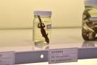 いのちのカタチ展―好奇心の標本箱― 沖縄県立博物館・美術館（おきみゅー）-1
