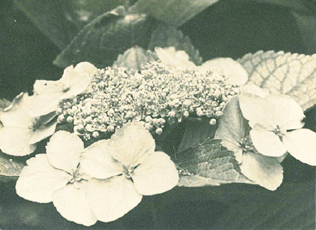 新春企画展　四季を彩る自然を描くー山口蓬春の植物図鑑― 山口蓬春記念館-10