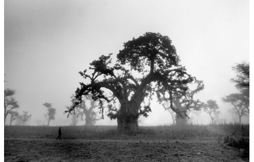 開館15周年記念展「生命の樹」 ヴァンジ彫刻庭園美術館-2