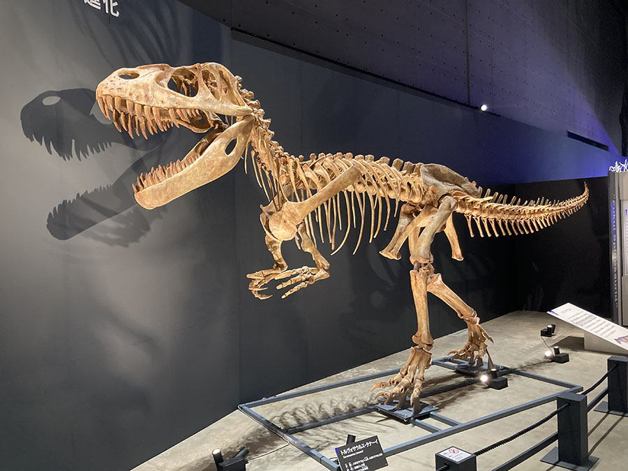 特別展　大恐竜展　～「フクイ」から探る獣脚類の進化～ 福岡市博物館-3