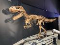 特別展　大恐竜展　～「フクイ」から探る獣脚類の進化～ 福岡市博物館-1