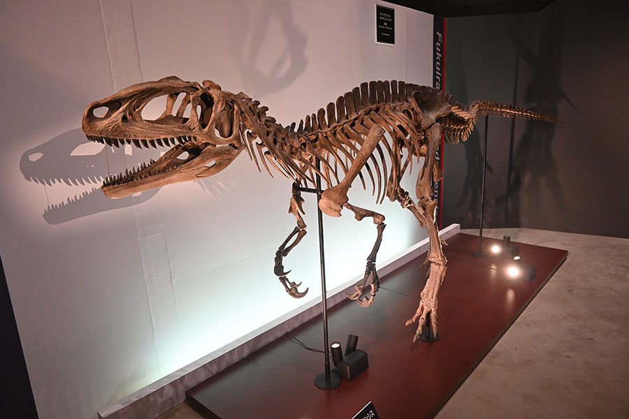 特別展　大恐竜展　～「フクイ」から探る獣脚類の進化～ 福岡市博物館-4