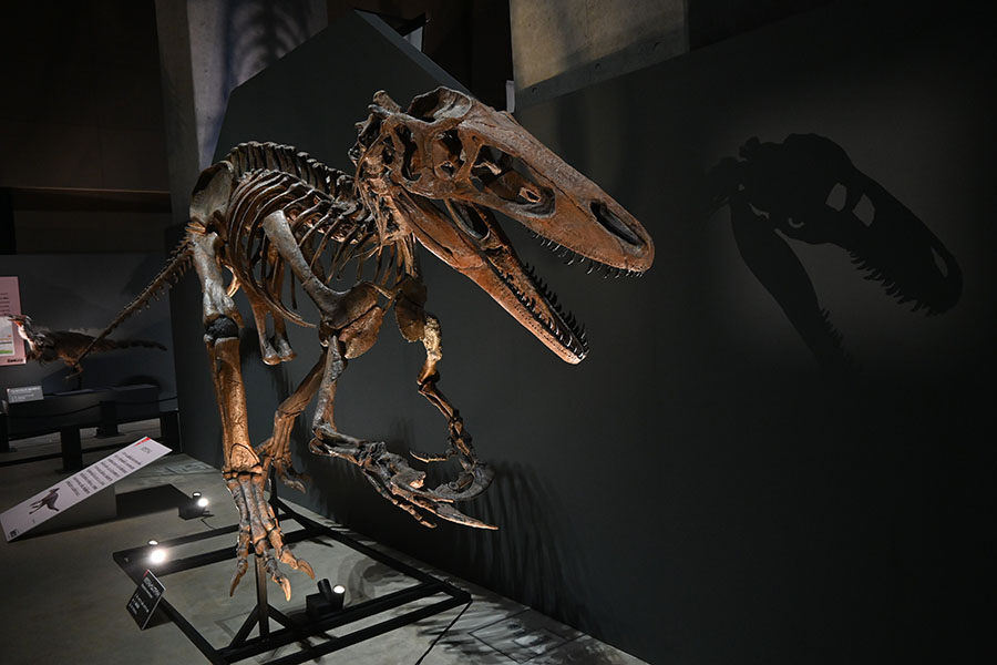 特別展　大恐竜展　～「フクイ」から探る獣脚類の進化～ 福岡市博物館-5