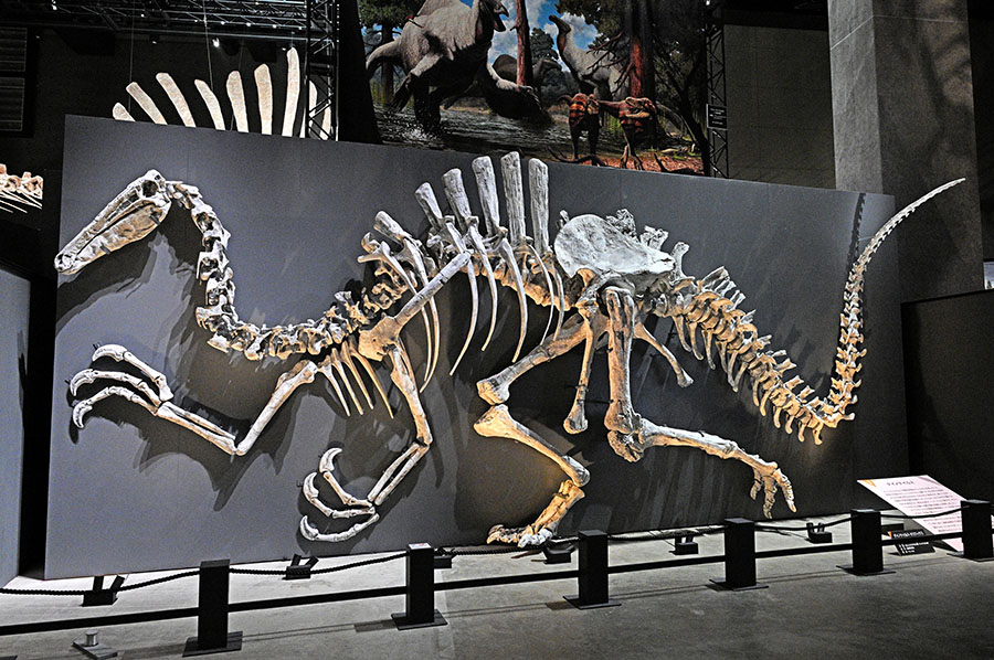 特別展　大恐竜展　～「フクイ」から探る獣脚類の進化～ 福岡市博物館-6