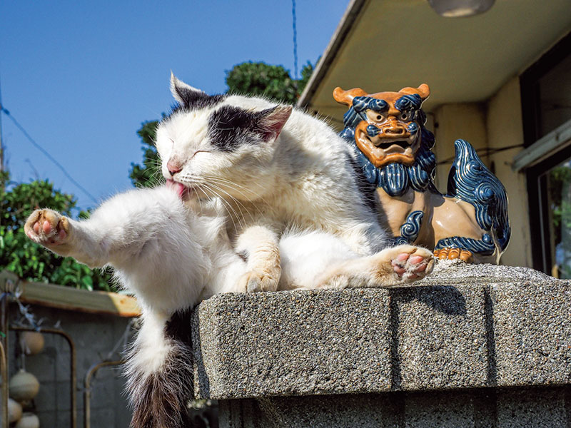 佐野美術館創立60周年・三島市制85周年記念 岩合光昭写真展 「ご当地ねこ」 佐野美術館-12