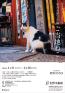 佐野美術館創立60周年・三島市制85周年記念　岩合光昭写真展 「ご当地ねこ」 佐野美術館-1