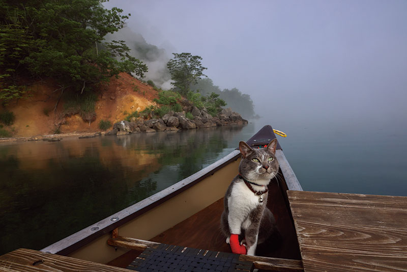 佐野美術館創立60周年・三島市制85周年記念　岩合光昭写真展 「ご当地ねこ」 佐野美術館-2