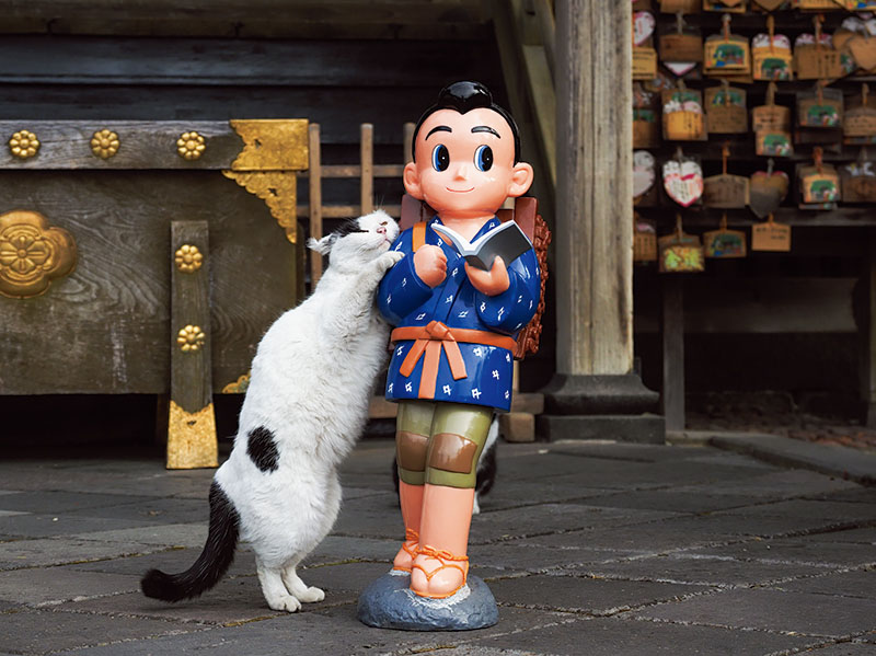 佐野美術館創立60周年・三島市制85周年記念　岩合光昭写真展 「ご当地ねこ」 佐野美術館-4