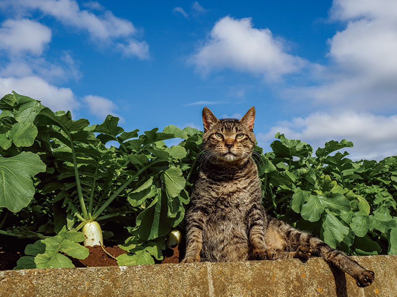 佐野美術館創立60周年・三島市制85周年記念　岩合光昭写真展 「ご当地ねこ」 佐野美術館-5