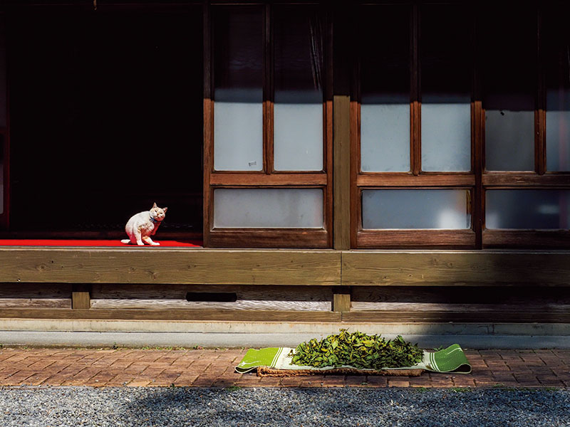 佐野美術館創立60周年・三島市制85周年記念　岩合光昭写真展 「ご当地ねこ」 佐野美術館-8