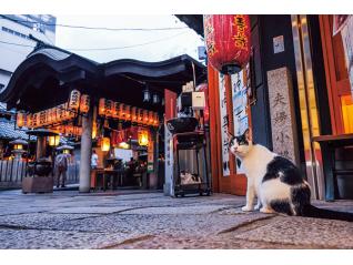 佐野美術館創立60周年・三島市制85周年記念　岩合光昭写真展 「ご当地ねこ」