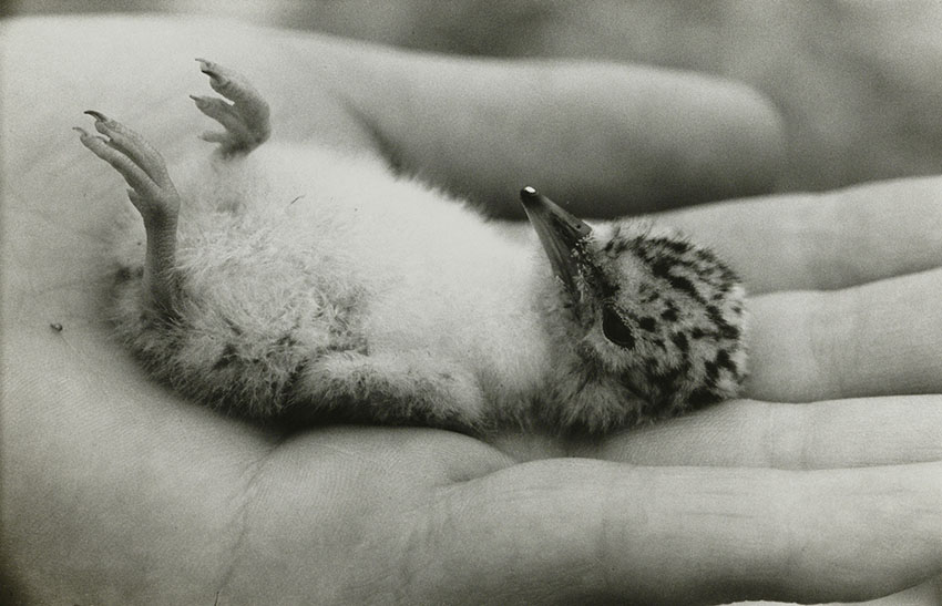 TOPコレクション Don't think. Feel. 東京都写真美術館-4