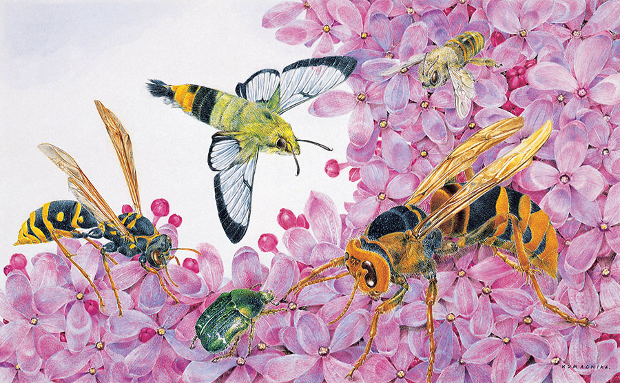 熊田千佳慕の世界　～愛するからこそ美しい～ 群馬県立館林美術館-2