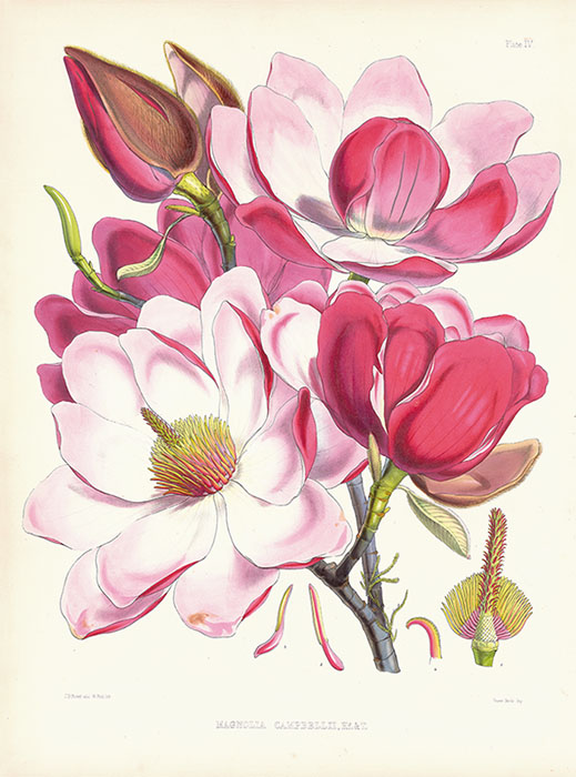 花のある暮らし　ボタニカル・アートとデザイン 府中市美術館-1