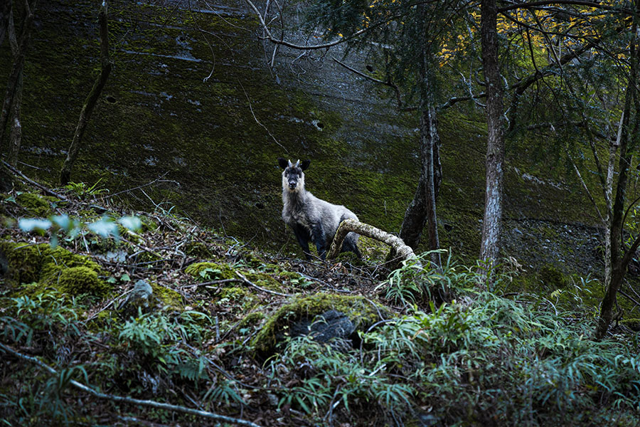 神の住む山　三橋直人展 奈義町現代美術館-3
