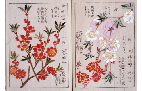 挿絵本の楽しみ ～響き合う文字と絵の世界～ 静嘉堂文庫美術館（静嘉堂＠丸の内）-7