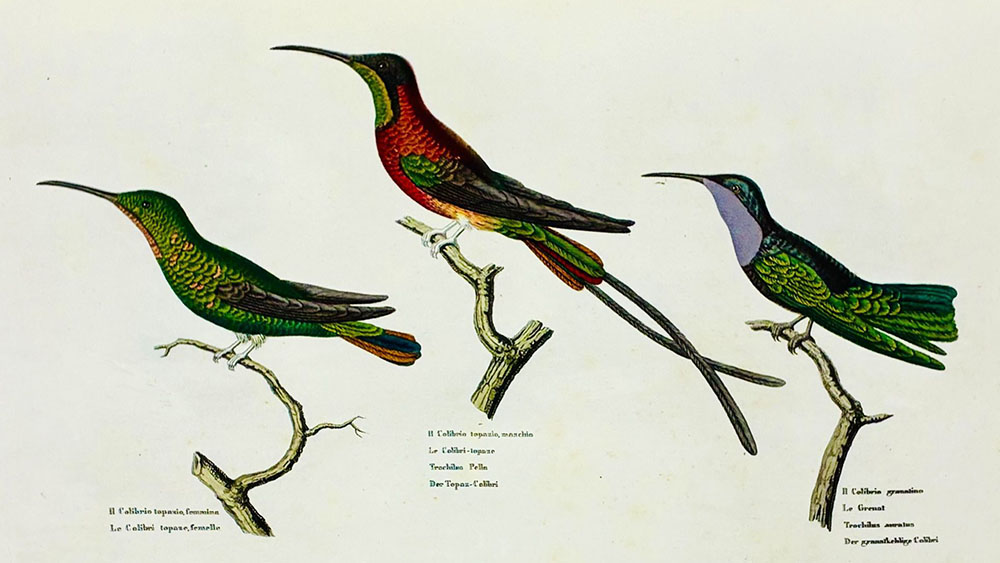 ワンダーバードに憧れて　鳥に取り憑かれた人々 角川武蔵野ミュージアム-2