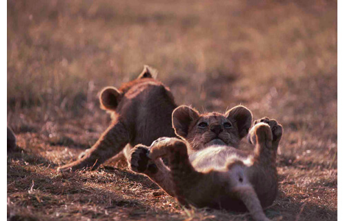岩合光昭写真展　THE CATS ねこ科 ねこは野生動物だ。 札幌芸術の森野外美術館-10