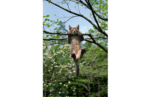 岩合光昭写真展　THE CATS ねこ科 ねこは野生動物だ。 札幌芸術の森野外美術館-13