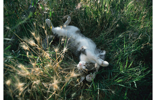 岩合光昭写真展　THE CATS ねこ科 ねこは野生動物だ。 札幌芸術の森野外美術館-17