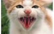 岩合光昭写真展　THE CATS ねこ科 ねこは野生動物だ。 札幌芸術の森野外美術館-1