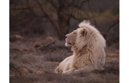 岩合光昭写真展　THE CATS ねこ科 ねこは野生動物だ。 札幌芸術の森野外美術館-5