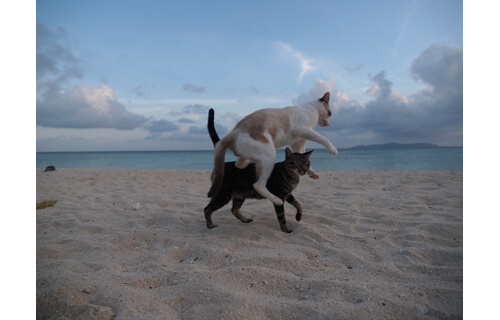 岩合光昭写真展　THE CATS ねこ科 ねこは野生動物だ。 札幌芸術の森野外美術館-6