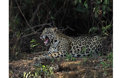 岩合光昭写真展　THE CATS ねこ科 ねこは野生動物だ。 札幌芸術の森野外美術館-8