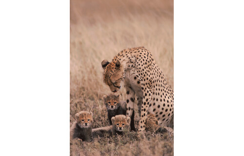 岩合光昭写真展　THE CATS ねこ科 ねこは野生動物だ。 札幌芸術の森野外美術館-9