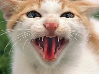 岩合光昭写真展　THE CATS ねこ科 ねこは野生動物だ。
