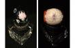 いまここに咲く現代とんぼ玉 ガラスの華とんぼ玉展2017 北澤美術館-1