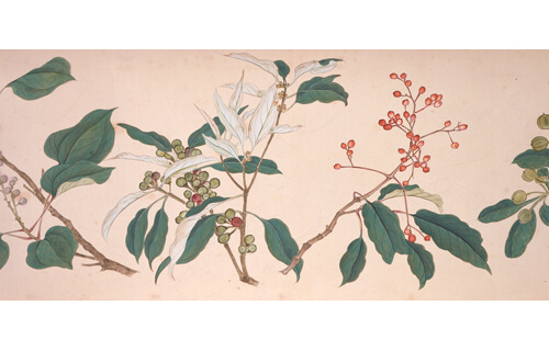 江戸の生きもの図鑑－みつめる科学の眼－ 徳川美術館-3