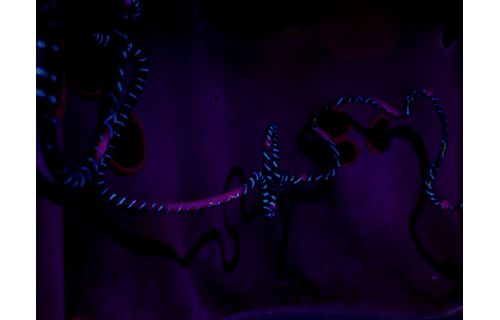 感覚ミュージアム ＜常設展＞ 感覚ミュージアム-3