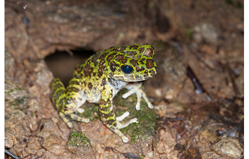 やんばるの森の美－写真展 沖縄県立博物館・美術館（おきみゅー）-2