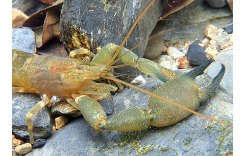 やんばるの森の美－写真展 沖縄県立博物館・美術館（おきみゅー）-4