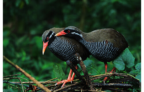 やんばるの森の美－写真展 沖縄県立博物館・美術館（おきみゅー）-6