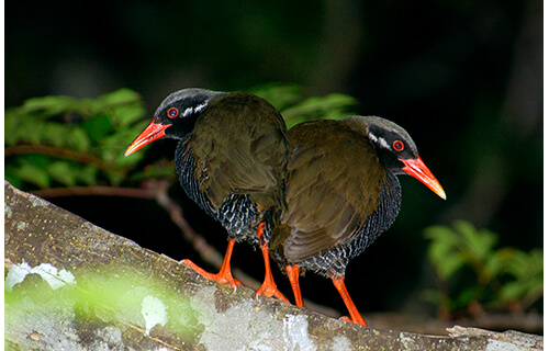 やんばるの森の美－写真展 沖縄県立博物館・美術館（おきみゅー）-7