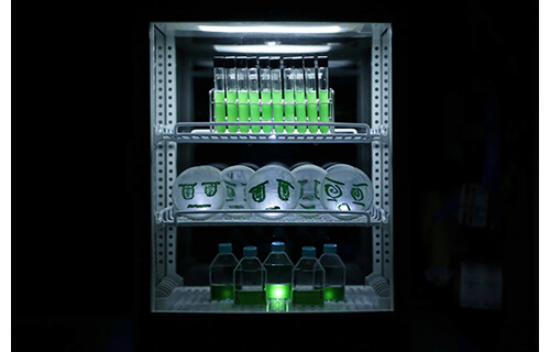 コレクション展2　死なない命 金沢21世紀美術館-1