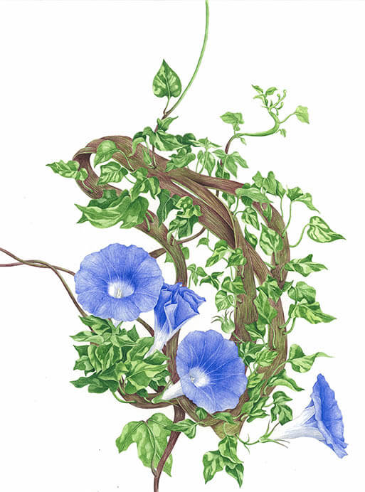 尾州徳川の花相撲 帝もサムライも熱中！ いとしの植物たち ヤマザキマザック美術館-3