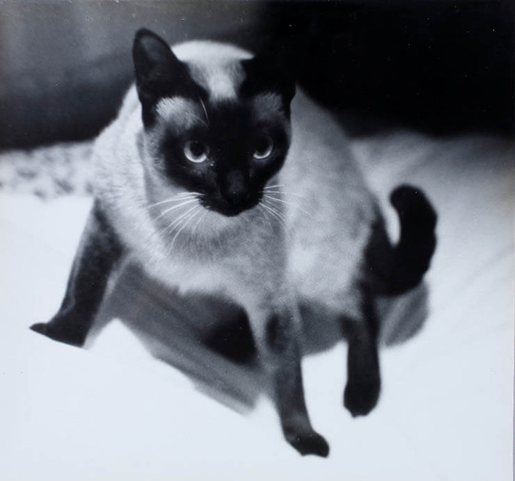 大佛次郎×ねこ写真展2018 大佛次郎記念館-2