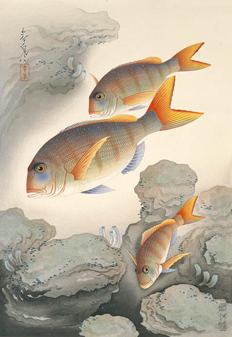 連作の小宇宙　ピカソの肖像画から大日本魚類画集まで 姫路市立美術館-2