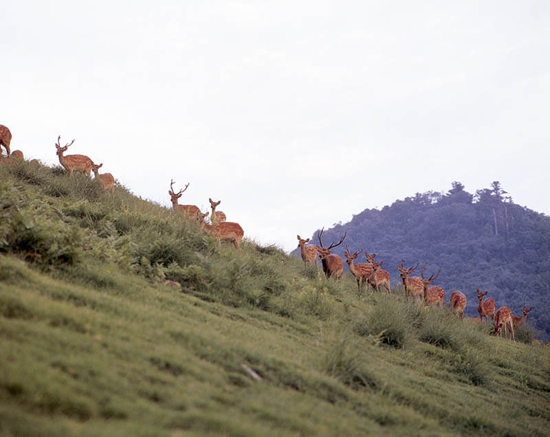 世界遺産登録20周年記念Ⅰ 入江泰吉「古都奈良の文化財～東大寺・春日大社・春日山原始林～」展 入江泰吉記念奈良市写真美術館-3