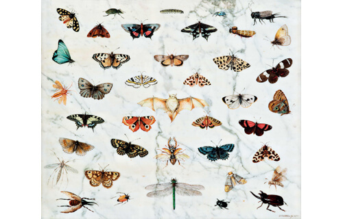 ブリューゲル展 画家一族 150年の系譜 札幌芸術の森美術館-19