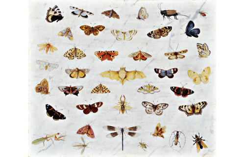 ブリューゲル展 画家一族 150年の系譜 札幌芸術の森美術館-20